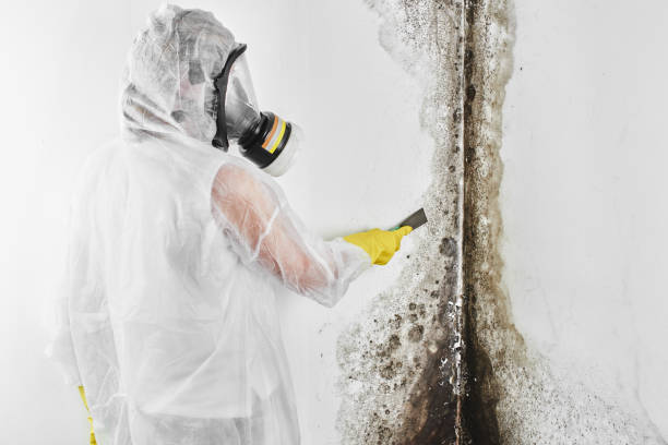 Best Local Mold Removal Service  in Sumrall, MS