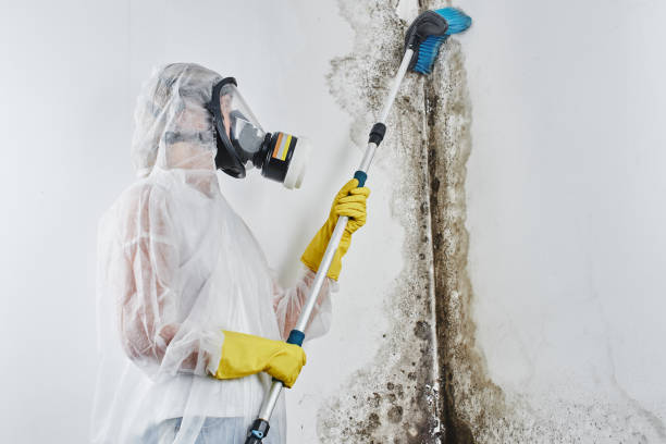 Best Mold Cleaning Services  in Sumrall, MS