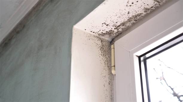 Crawl Space Mold Removal in Sumrall, MS