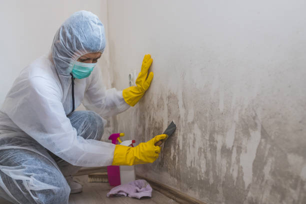 Best Mold Remediation  in Sumrall, MS