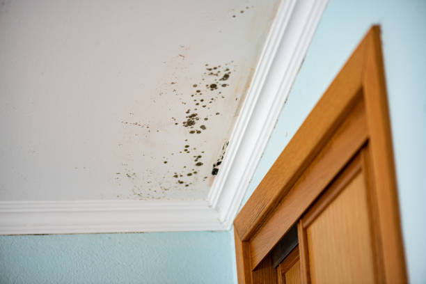Best Black Mold Removal  in Sumrall, MS