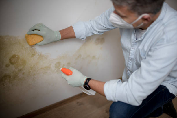 Mold Removal and Inspection in Sumrall, MS