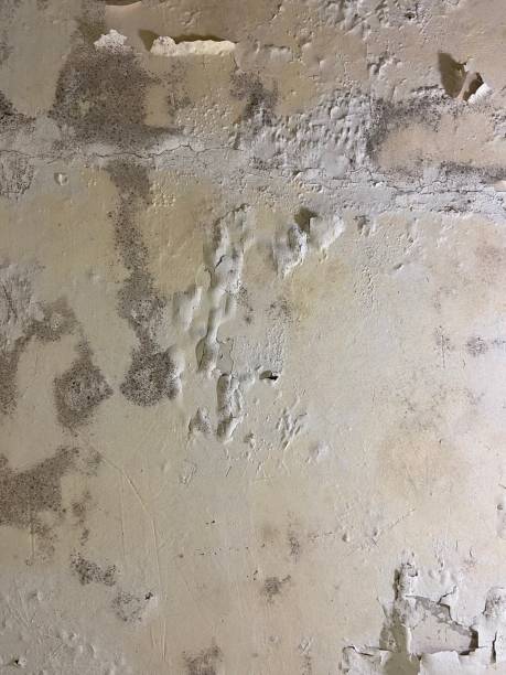 Reliable Sumrall, MS Mold Removal Solutions