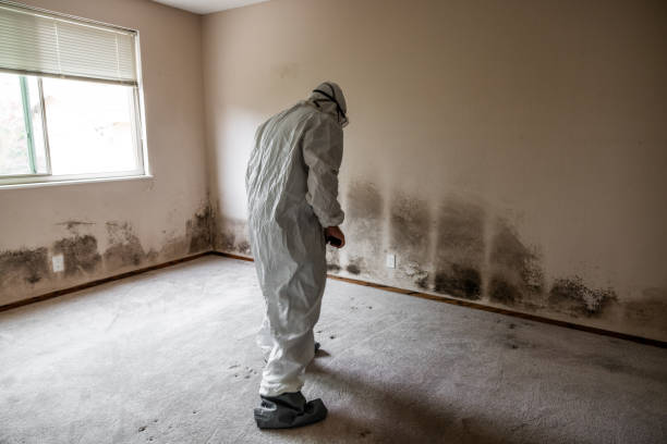Home Mold Removal in Sumrall, MS