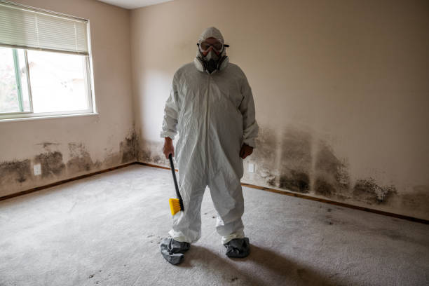 Best Attic Mold Removal  in Sumrall, MS