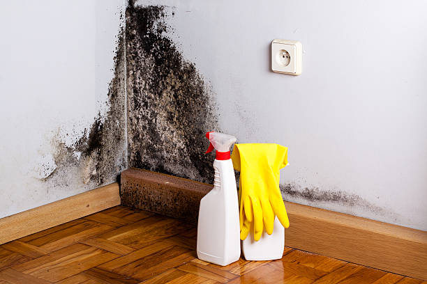 Best Local Mold Removal Service  in Sumrall, MS