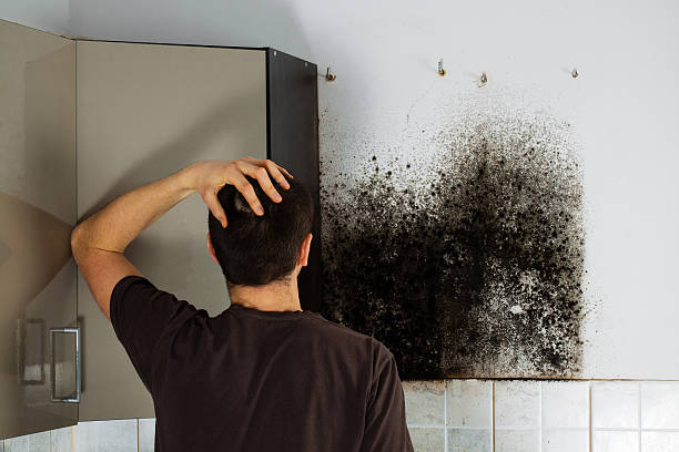 Best Same-Day Mold Removal  in Sumrall, MS
