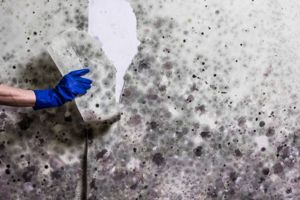 Best Mold Testing and Removal  in Sumrall, MS