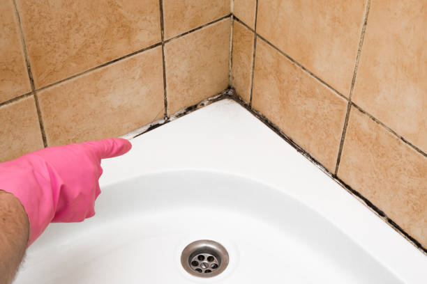 Best Commercial Mold Removal  in Sumrall, MS