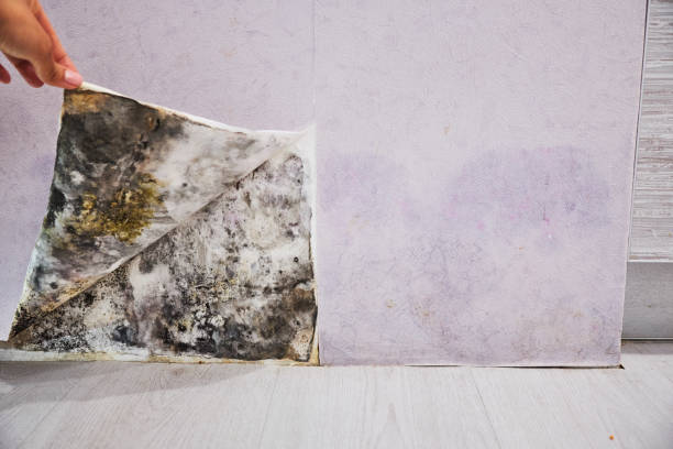 Best Office Mold Removal Services  in Sumrall, MS